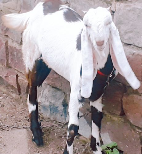 Hydrabadi Goat