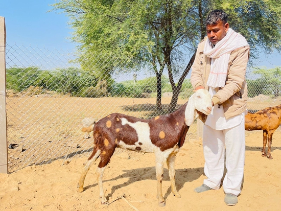 Goats With Good Quility — photo 6