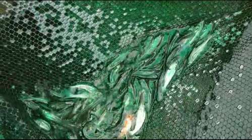 Tiger Shark Fish — photo 2