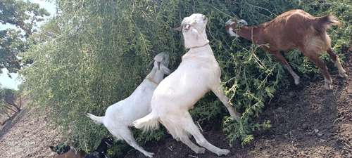 Barbari Goat — photo 3