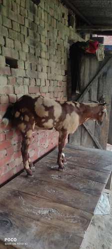 Desi Goat