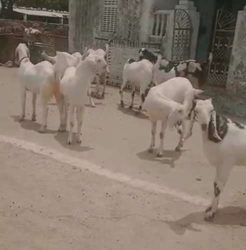 Sojat Male Goat — photo 2