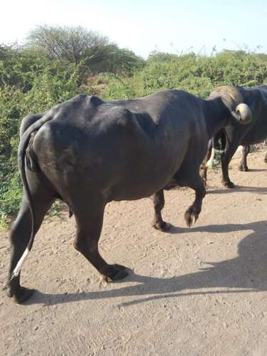 Chafri Buffalo — photo 3