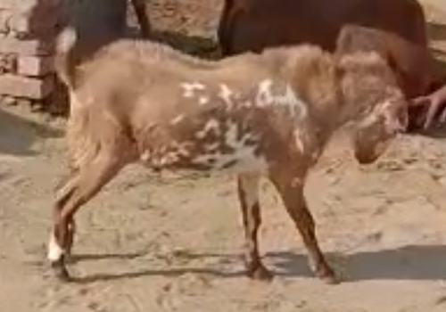 Barbari Goat — photo 4