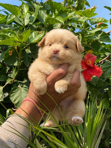 Pomeranian Puppy