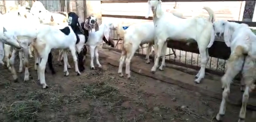 Sojat Goat — photo 4
