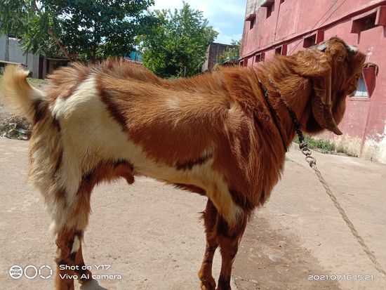 Bakra sel — photo 2