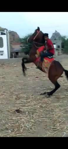 Desi Marwadi Horse — photo 4