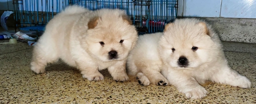 Chow Chow Puppy — photo 3