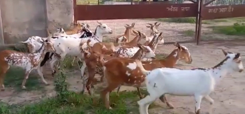 Barbari Goat — photo 2