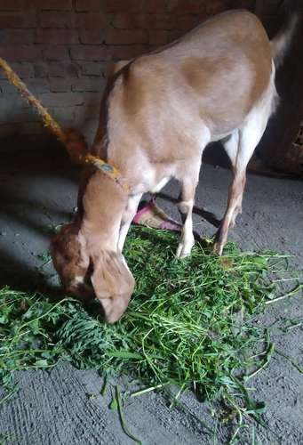 Desi Goat — photo 3