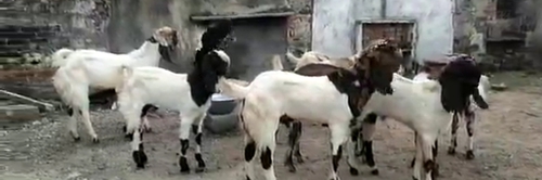 Totapuri Goat — photo 3