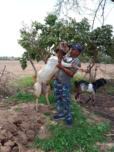 Totapuri goat — photo 3