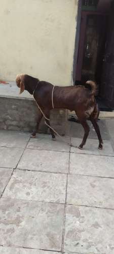 Cross  Male Goat
