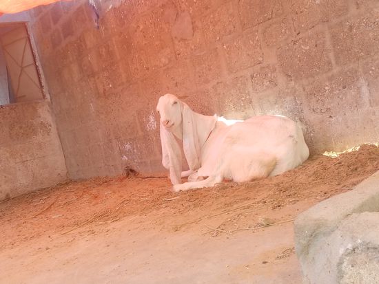 Pure gulabi bakri — photo 2
