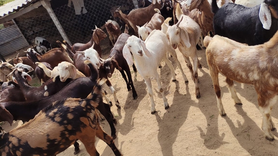 Goat — photo 4