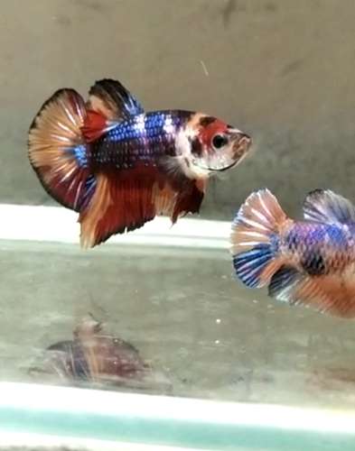 Nemo Candy Fish