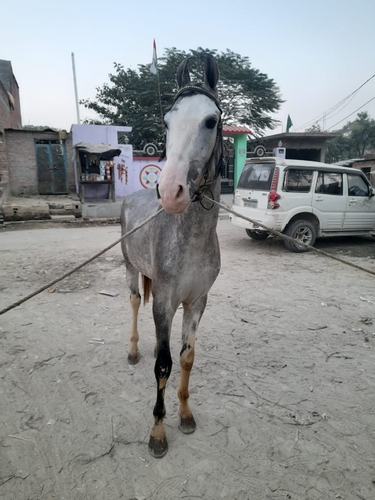 Marwari Horse