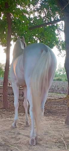 Nukra Horse — photo 2