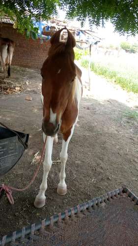 Horse 🐎Kathiyawadi — photo 3