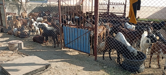 MP GOAT FARM AJMER RAJASTHAN CONTACT 6375303945 — photo 5