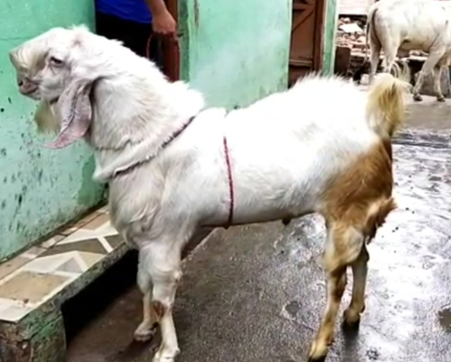 Sojat cros patira Goat