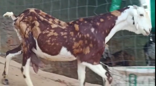 Gujri Goat