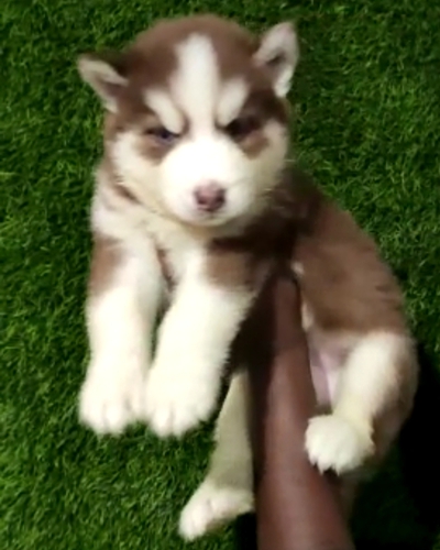 Husky Puppy
