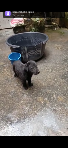 Labrador black puppies — photo 2