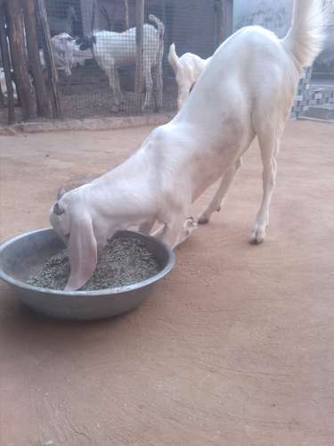 Gulabi goat — photo 3
