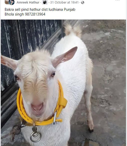 Barbari goat — photo 2