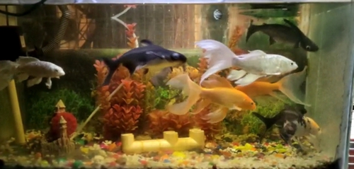 Fish pots  — photo 3