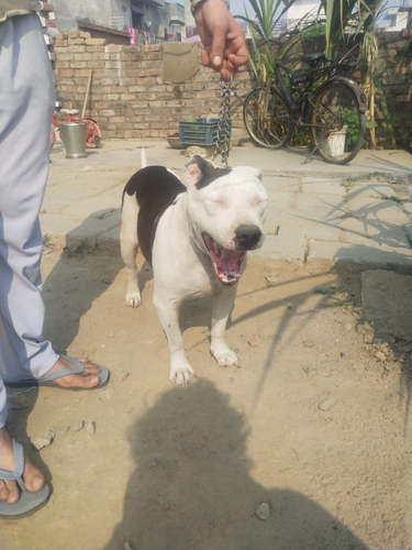 American Bully — photo 3