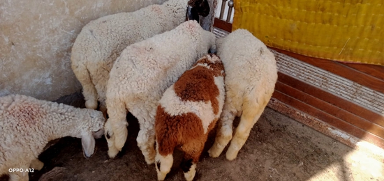 Sheep — Cutting Sheep, Rajasthan, India