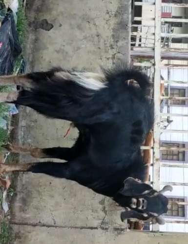 Goat — photo 3