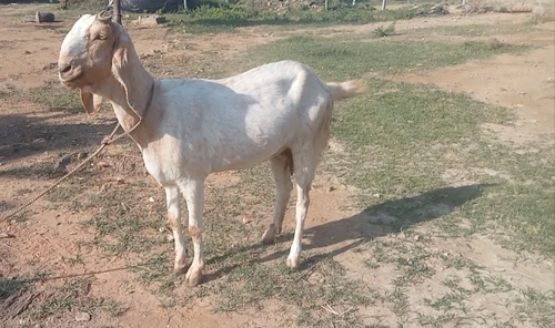 Jamnapari Goat  — photo 2