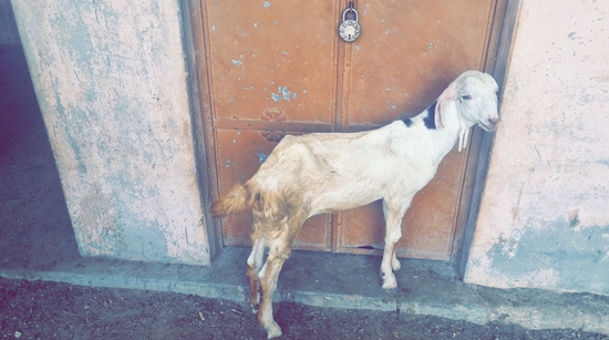 Antique Goat's  — photo 3