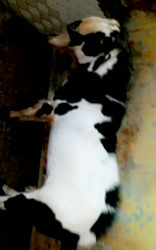 Barbari Goat — photo 3