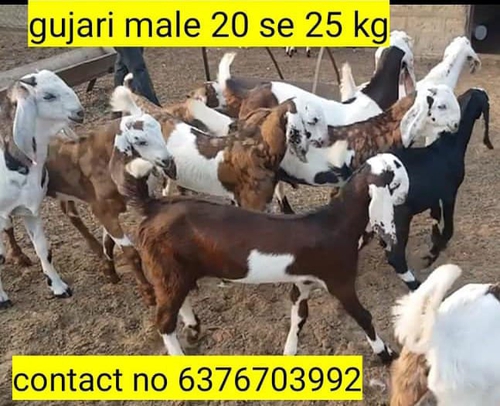 Gujri Goat