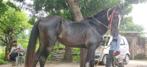 Marwadi Horse — photo 4