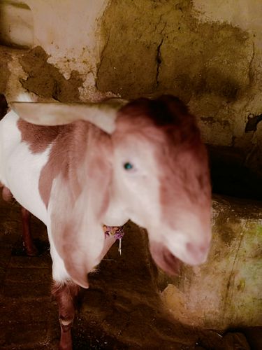 Bakra hai khassi nhi hai — photo 2