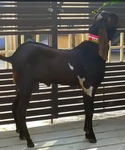 Beetal Goat