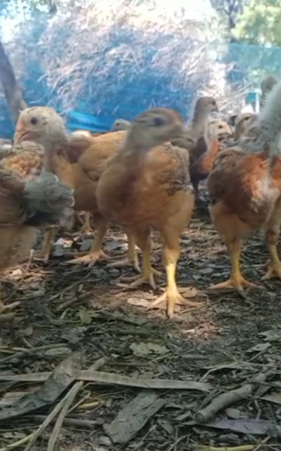Hen desi quality 1 number — photo 6