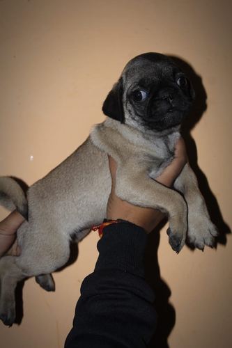 Pug puppies — photo 2