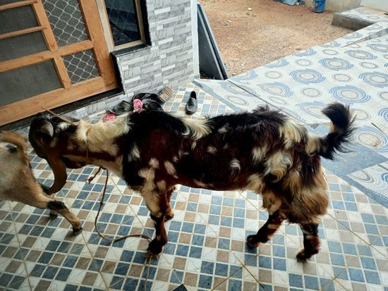 Bakra bhechna hai 48 kg — photo 3