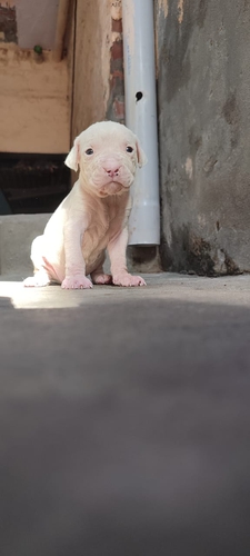 Pitbull — photo 2