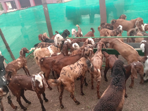 All Breed Goats — photo 2