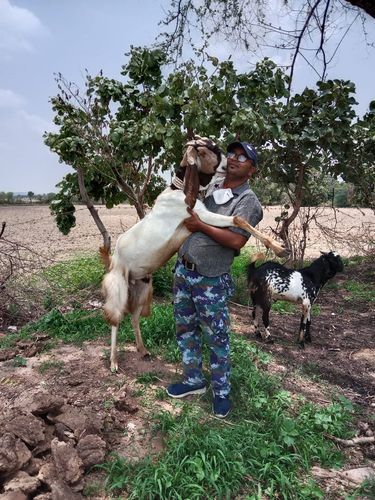 Totapuri goat — photo 2