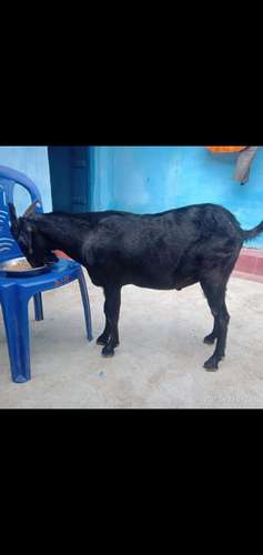 Black Bengal Goat — photo 2
