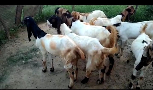 All Breed Goat — photo 2